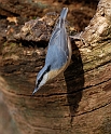 Nuthatch - D